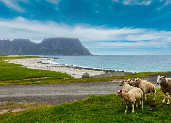 Gregge Pecore Vicino Alla Spiaggia Haukland Estate Vista Nuvolosa Norvegia — Foto Stock