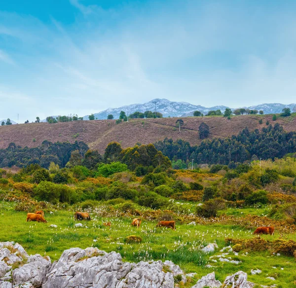 Stádo Krav Letní Pastviny Asturias Španělsko — Stock fotografie