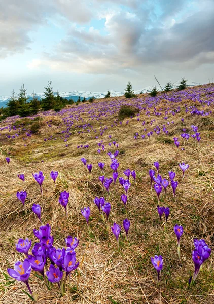 Floraison Colorée Violet Violet Crocus Heuffelianus Crocus Vernus Fleurs Alpines — Photo