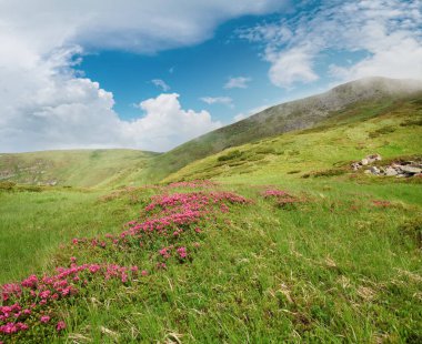 Yaz dağın (Ukrayna, Karpat Dağları üzerinde pembe ormangülü çiçek)