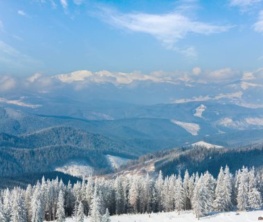 dağ manzarası güzel çam ağaçları yamaç (kukol Dağı, Karpat Dağları, Ukrayna ile sabah kış sakin)