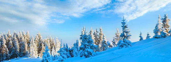 Утренний Зимний Спокойный Горный Пейзаж Еловыми Деревьями Склоне Карпаты Украина — стоковое фото