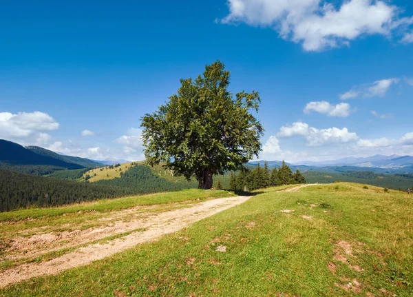 Verão Paisagem Montanhosa Com Estrada Rural Árvore Solitária — Fotografia de Stock