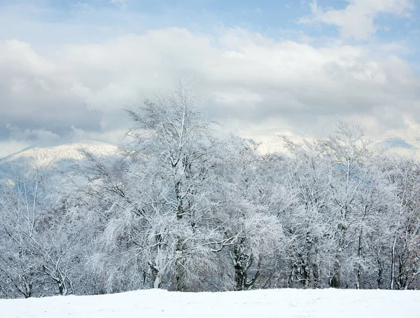 Octubre Borde Del Bosque Haya Montaña Con Primera Nieve Invierno — Foto de Stock