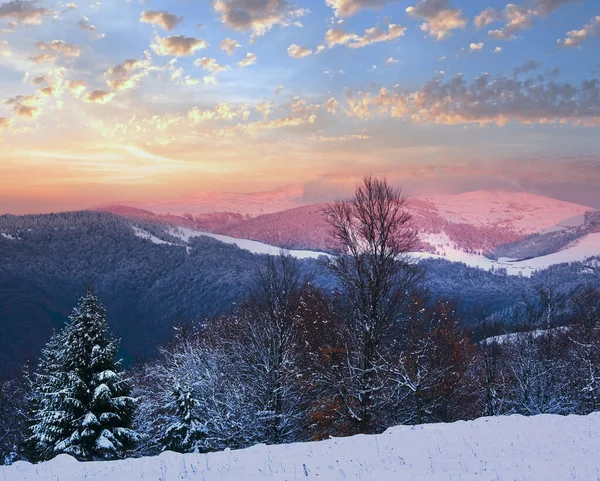 雪の森と冬の夕日の山の風景 カルパティア ウクライナ — ストック写真