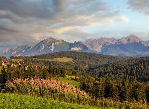 Letni Wieczór Góra Wieś Obrzeżach Różowe Kwiaty Przodu Tatra Zakres — Zdjęcie stockowe