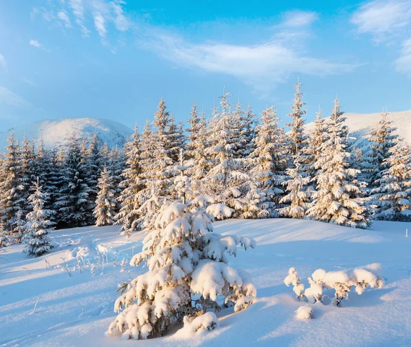 Paesaggio Montano Invernale Con Alberi Innevati Primi Raggi Del Sole — Foto Stock
