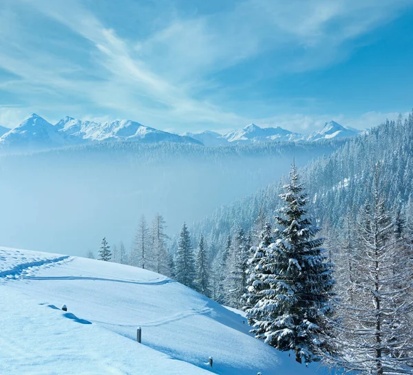 Mattina Inverno Nebbioso Paesaggio Montano Con Bosco Abeti Sul Pendio — Foto Stock