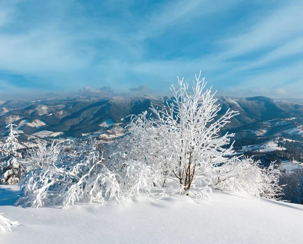 朝冬穏やかな山の風景美しいつや消し木とふきだまり斜面 カルパティア山脈 ウクライナ — ストック写真