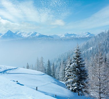 sabah kış dağ yamacında çam ormanı ile peyzaj.