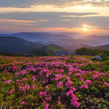 Yaz mevsiminin erken saatlerinde pembe güller açan orman çiçekleri. Carpathian, Chornohora, Ukrayna.