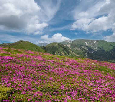 Karpat Dağları, Chornohora, Ukrayna 'nın verimli yamaçları (rhododendron çiçekleri). Yaz.