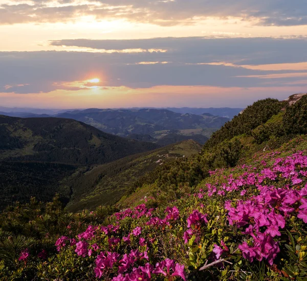 Pink Rose Rhododendron Bloeit Zomer Berghelling Karpaten Chornohora Oekraïne — Stockfoto