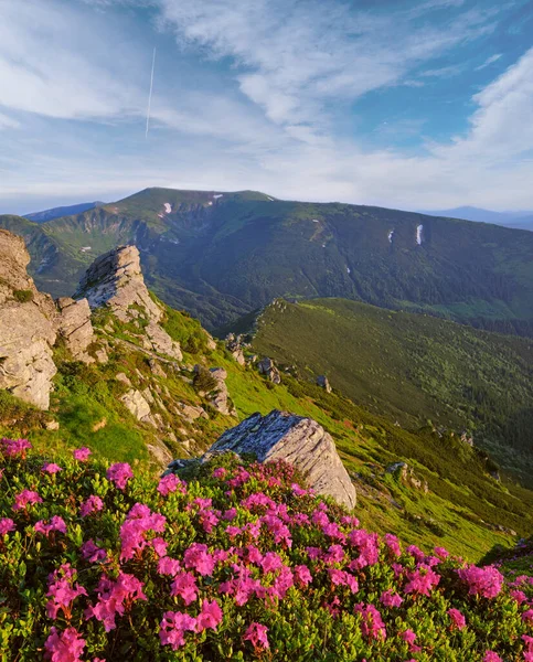 Розовая Рододендрон Цветы Ранним Утром Летний Склон Горы Карпаты Черногора — стоковое фото