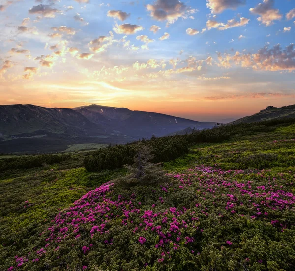Pink Rose Rhododendron Flowers Summer Mountain Slope Sunset Evening Carpathians — Stock Photo, Image