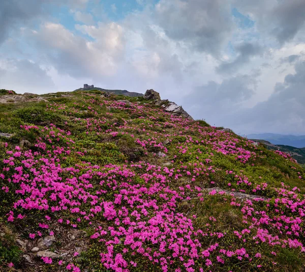 Pink Rose Rhododendron Flowers Front Close Summer Mountain Slope Pip — Stock Photo, Image