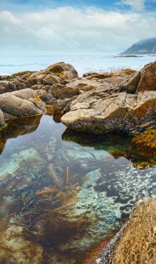 alga orta taş (ramberg, Norveç, lofoten havuz).