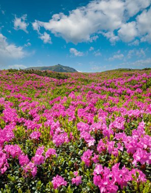 Karpat dağlarının çiçek açan yamaçları (pembe rhododendron çiçekleri yakın çekim), Chornohora, Ukrayna. Yaz.