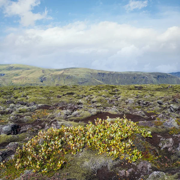アイスランドのFjadrgljufur Canyon近くの美しい秋の緑の溶岩原 火山溶岩石の緑の苔 湖火山噴火後のユニークな溶岩原の成長 — ストック写真