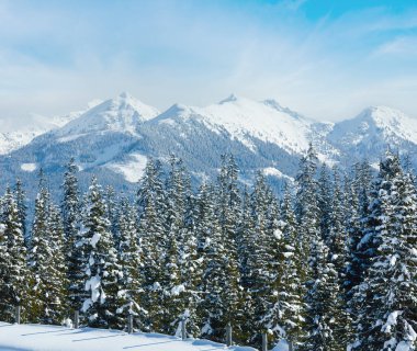 Kış dağ köknar snowy orman manzarası (üst papageno Bahn - filzmoos, Avusturya)