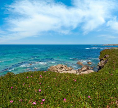 Atlantik kıyı şeridi manzara (Los Castros beach, Galiçya, İspanya yakınındaki pembe çiçekli çiçek açması yaz).