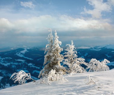 Dağ manzarası güzel süs ağaçları ve snowdrifts yamaç (Karpat Dağları, Ukrayna ile akşam kış sakin)