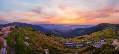 Karpatya Yazı Alacakaranlık manzaralı rhododendron çiçekleri, Chornohora, Ukrayna.