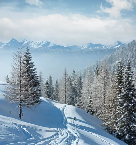 Morning winter misty mountain landscape with fir forest on slope.