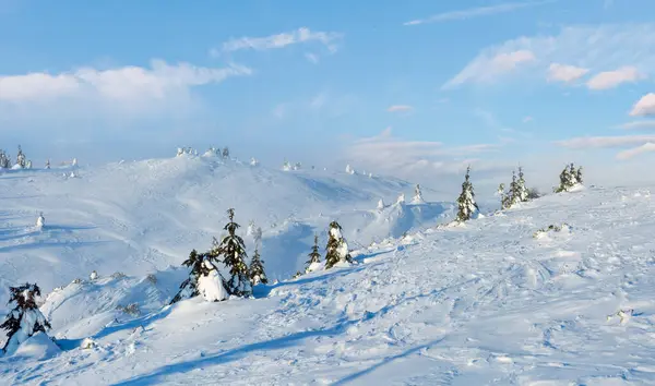 Snötäckta Granar Vinter Morgon Hill Molnigt Väder Panorama — Stockfoto