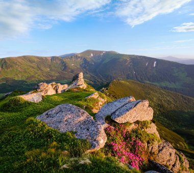 Pembe gül Rhododendron çiçek sabah erken yaz dağ eğim, Carpathian, Chornohora, Ukrayna.