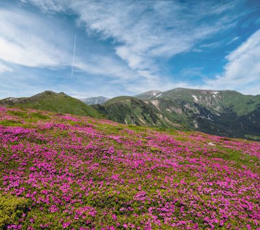 Karpat Dağları, Chornohora, Ukrayna 'nın verimli yamaçları (rhododendron çiçekleri). Yaz.