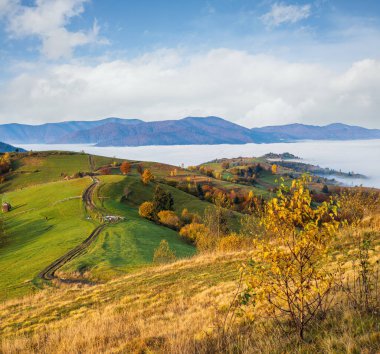 Sonbahar kırsalında sabah sisli bulutlar. Ukrayna, Karpat Dağları, Transcarpathia. Huzurlu manzaralı seyahat, mevsimsel, doğa ve kırsal güzellik konsepti.