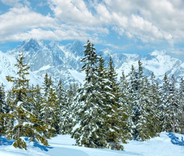 Kış dağ köknar snowy orman manzarası (üst papageno Bahn - filzmoos, Avusturya)