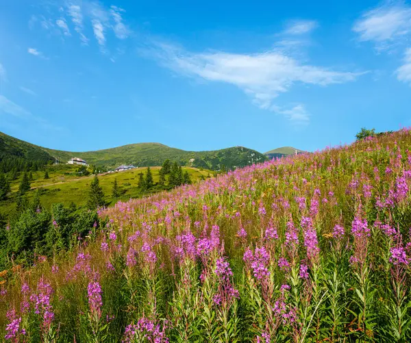 Pink Blooming Sally Yellow Hypericum Flowers Summer Mountain Slope Far — Stock Photo, Image