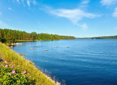 Kenarlarında orman olan göl manzarası (Finlandiya).
