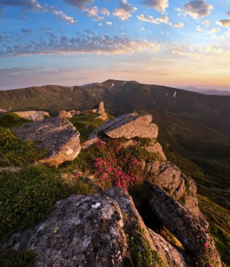 Pembe gül Rhododendron çiçek sabah erken yaz dağ eğim, Carpathian, Chornohora, Ukrayna.