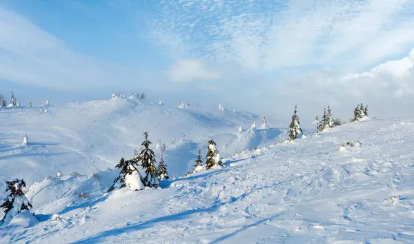 Snötäckta Granar Vinter Morgon Hill Molnigt Väder Panorama — Stockfoto
