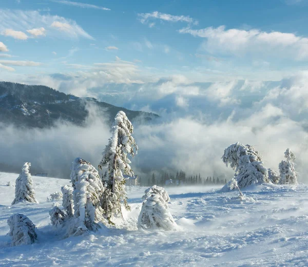 Ijzige Besneeuwde Dennenbomen Winter Ochtend Berghelling Bewolkt Weer — Stockfoto