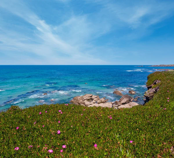 Summer Blossoming Atlantic Coastline Landscape Pink Flowers Los Castros Beach — Stock Photo, Image