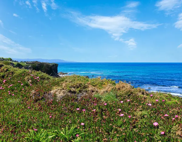 Summer Blossoming Atlantic Coastline Landscape Pink Flowers Spain — Stock Photo, Image