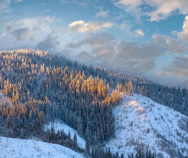 Karpatlar (Skole Beskids, Lviv Oblast, Ukrayna akşam içinde dağ yamacında Ladin ağaçları üst kısımları üzerinde güneş ışığı).