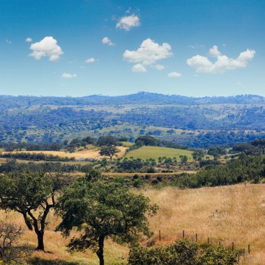 Yamaçta zeytin ağaçları olan yaz manzarası, Potugal. Sisli bir gün.