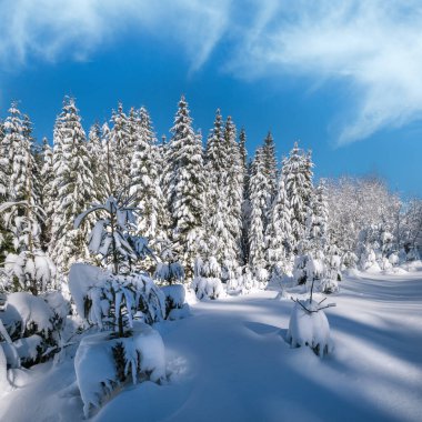 Karlı dağ karlı köknar ormanı. Kar yağışı var.