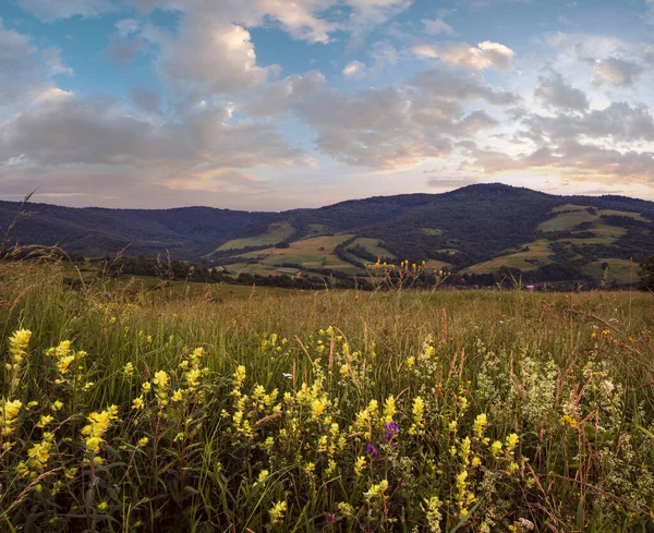 Resimli June Carpathian Dağlık Kırsal Çayırları Bol Bitki Örtüsü Güzel — Stok fotoğraf
