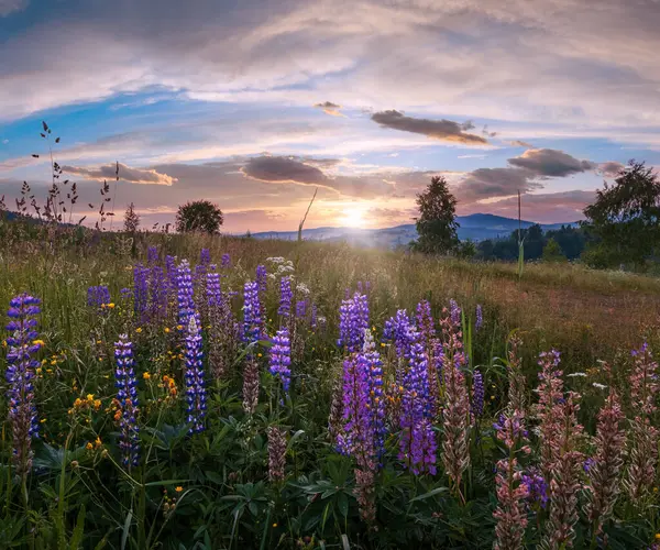 风景如画的六月喀尔巴阡山乡村草甸 繁茂的植被和美丽的野花 — 图库照片