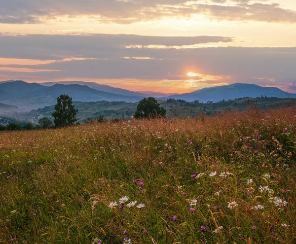 Schilderachtige Zomerschemering Karpaten Bergweiden Overvloed Aan Vegetatie Prachtige Wilde Bloemen — Stockfoto