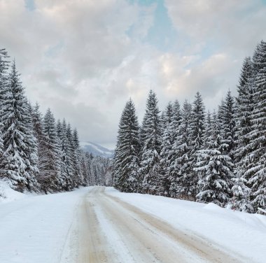 kış ülke road (bulutlu gün tarafında çam ormanı ile).