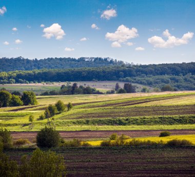 İlkbahar kırsal manzarası kolza ait sarı çiçek açan tarlalar, bahçeler, tepeler. Ukrayna, Lviv Bölgesi.