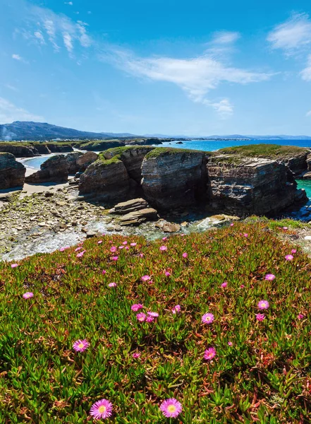 Summer Blossoming Atlantic Coastline Landscape Pink Flowers Islas Beach Spain — Stock Photo, Image