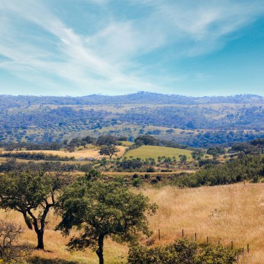 Zeytin ağaçları, ülke yatay yamaç, Potugal yaz. Puslu sıkıcı gün.